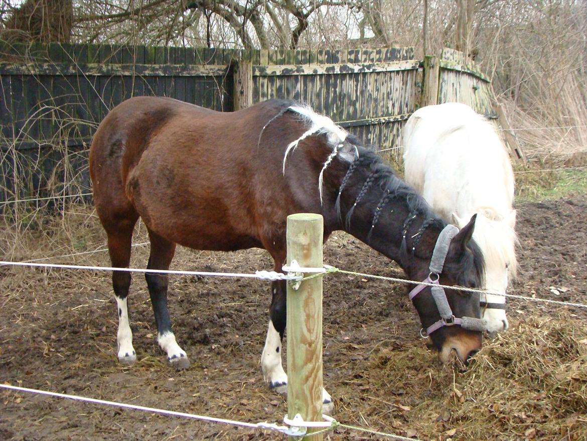 Anden særlig race Jackie´s figther (Flicka) billede 4