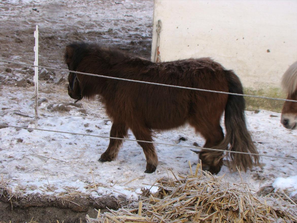 Shetlænder Fejø´s Fiona *RIP. D 22/4-12 * billede 1