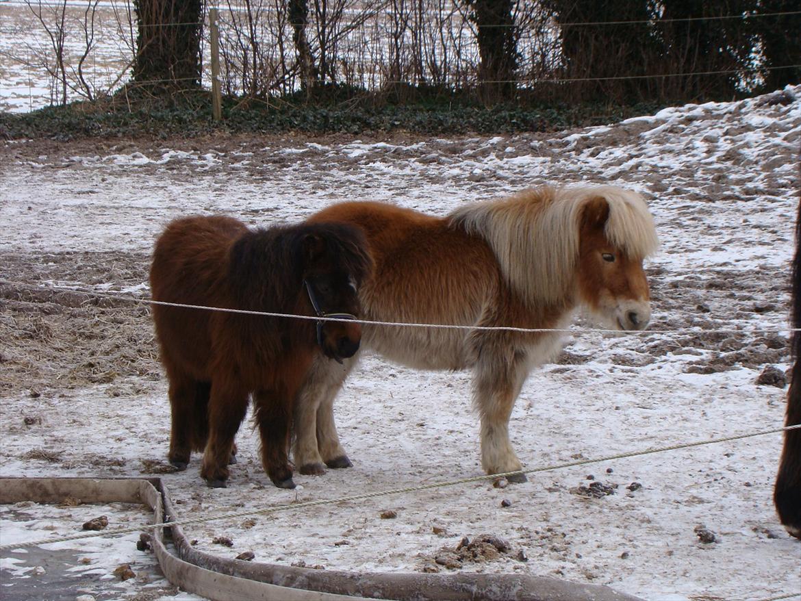 Shetlænder Fejø´s Fiona *RIP. D 22/4-12 * billede 3