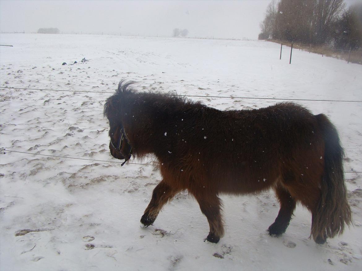 Shetlænder Fejø´s Fiona *RIP. D 22/4-12 * billede 2