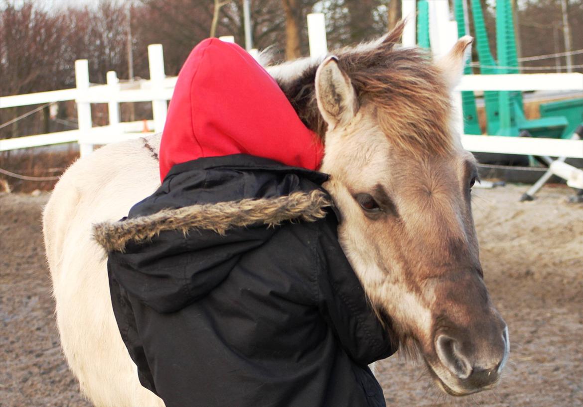 Konik Polski | Gneisti | Hvil i fred - Elsker ham. | Foto: Marina Bohn Hansen billede 20