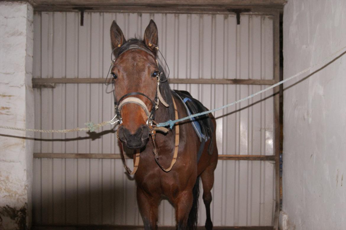 Traver Åhlunda's Edwin <3 - Du kan altid give mig et smil på læben, det kommer jeg godt nok til at savne.. billede 13