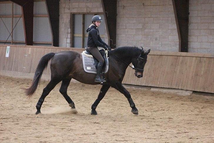 Hannoveraner Maskot billede 1