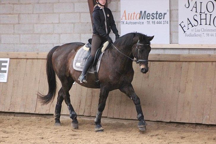 Hannoveraner Maskot billede 2