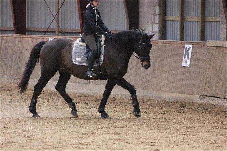 Hannoveraner Maskot billede 3