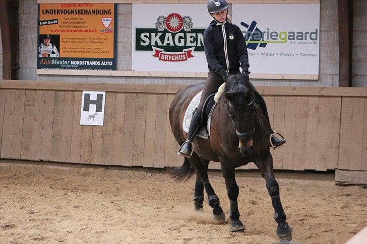 Hannoveraner Maskot billede 4