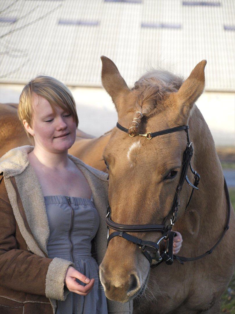 Anden særlig race Dreamhorse's Caf'e Creamy  - Fotograf Pernille Kjærgaard  billede 18