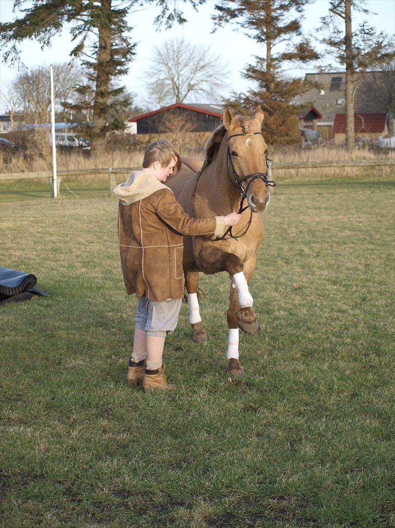 Anden særlig race Dreamhorse's Caf'e Creamy  - Fotograf Pernille Kjærgaard  billede 19