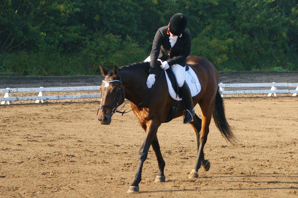 Dansk Varmblod Bjerglunds Sunlight - [d. 25/09 11] Første distriktstævne, første LA2, første stævne i over et år. Han gjorde det super.
http://www.youtube.com/watch?v=TPZcceSKJF8 billede 4