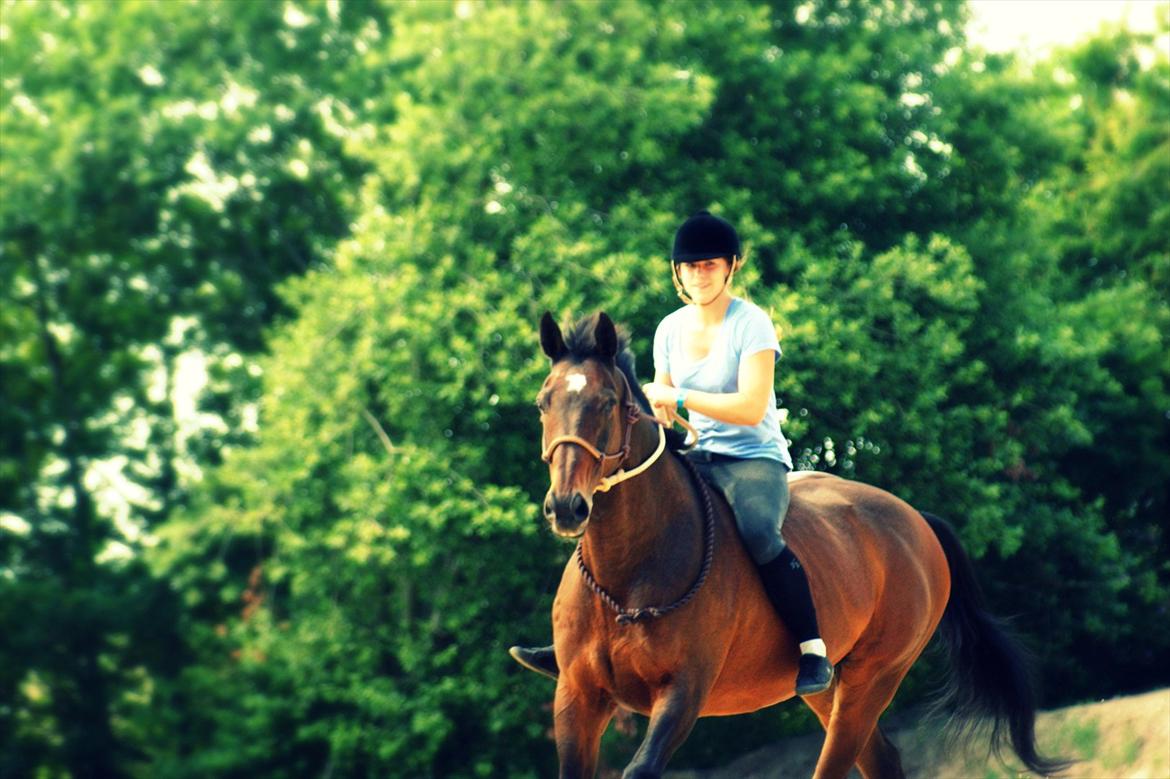 Dansk Varmblod Bjerglunds Sunlight - [d. 12/7 10] Når der er for varmt til at ride dressur! billede 11