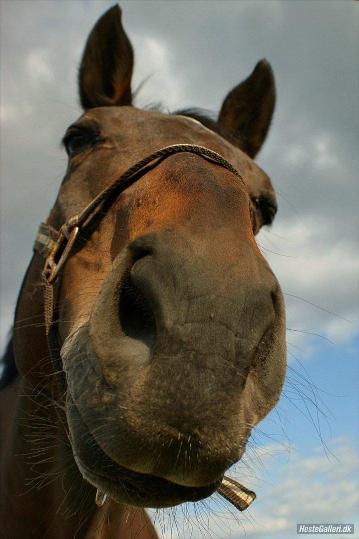 Dansk Varmblod Bjerglunds Sunlight - [10/9 09] Et sjovt billede fra folden. Har også billedet som plakat! billede 8
