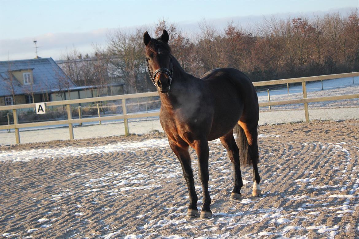 New Forest Strandgårdens Moonlight billede 6