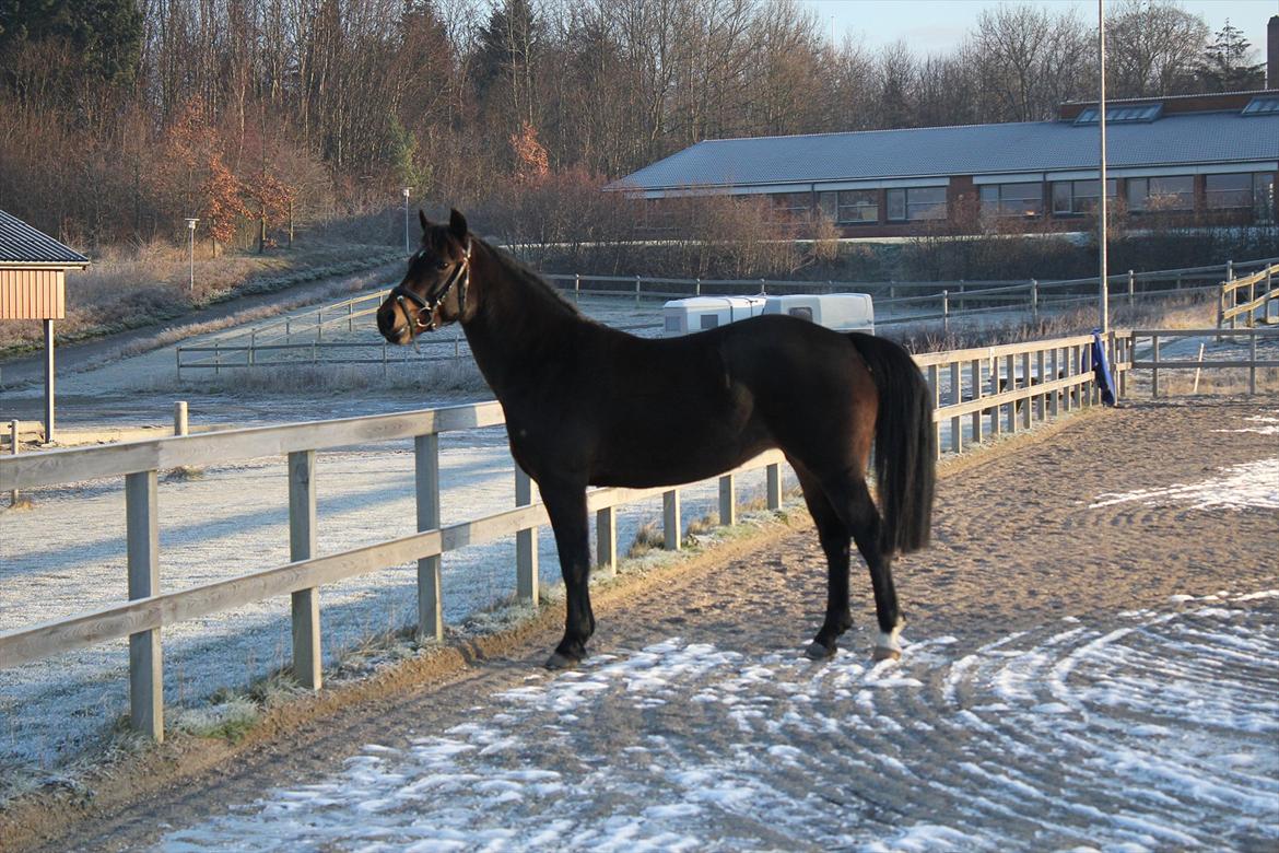 New Forest Strandgårdens Moonlight billede 8
