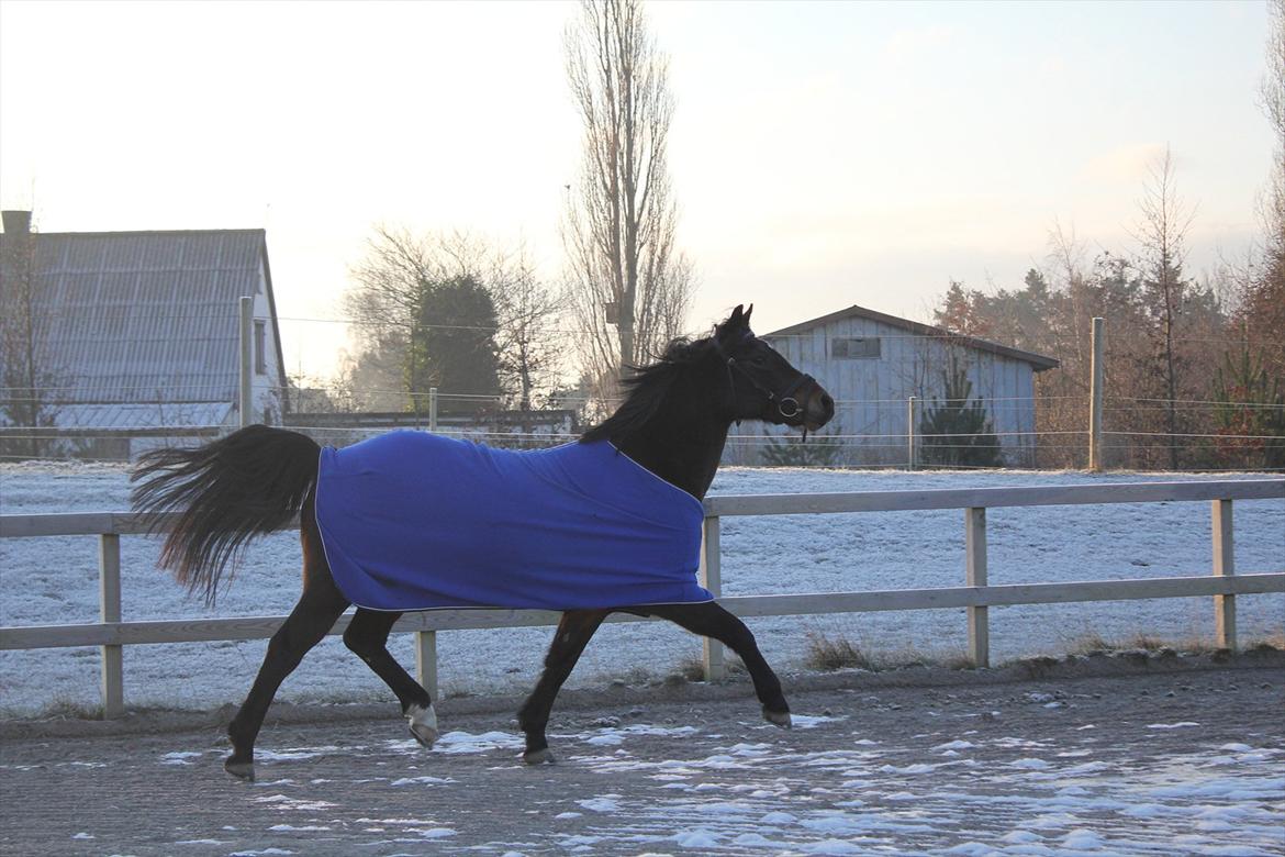 New Forest Strandgårdens Moonlight billede 7