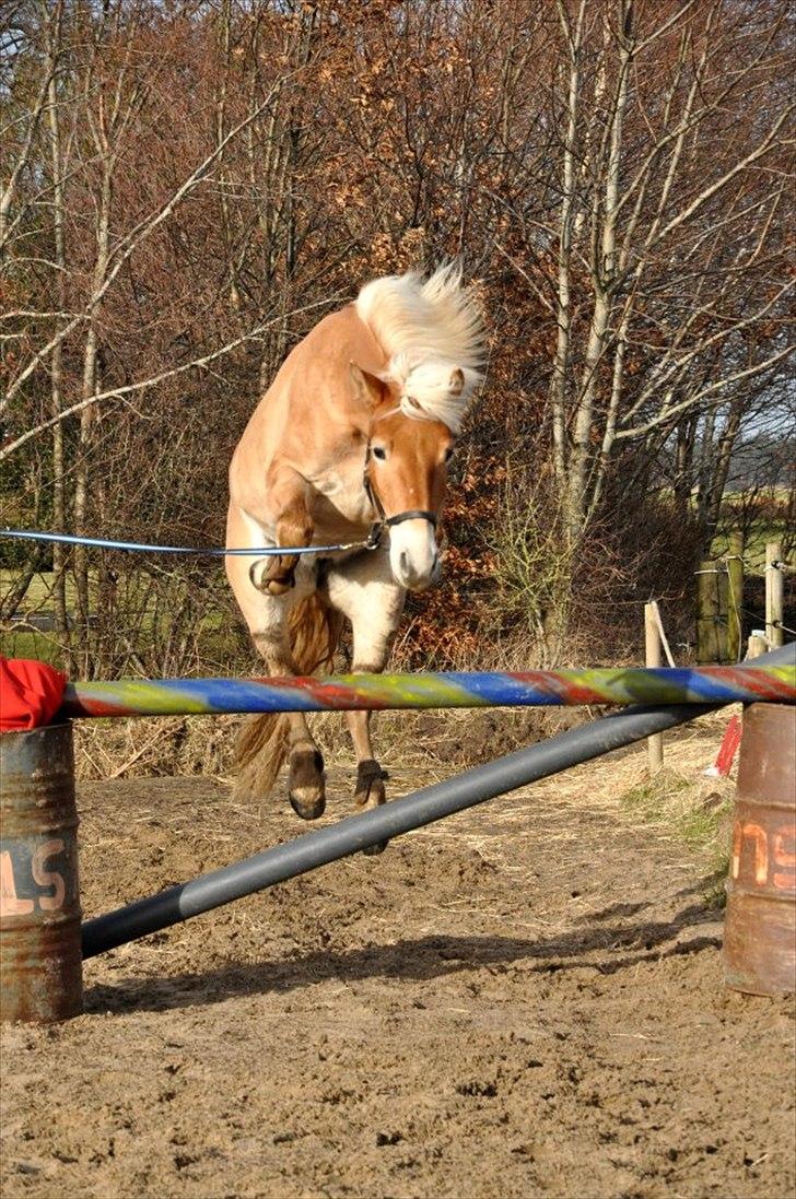 Haflinger Nordan`s Aurora *EM GULD* - Billeder er taget af min gode venide Lærke Kristensen fantastisk fotograf, i kan finde hende her: http://hestegalleri.dk/gal_visbruger.aspx?userID=26981 billede 8