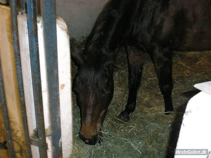 Anden særlig race Dixie My Soulmate <3 billede 11