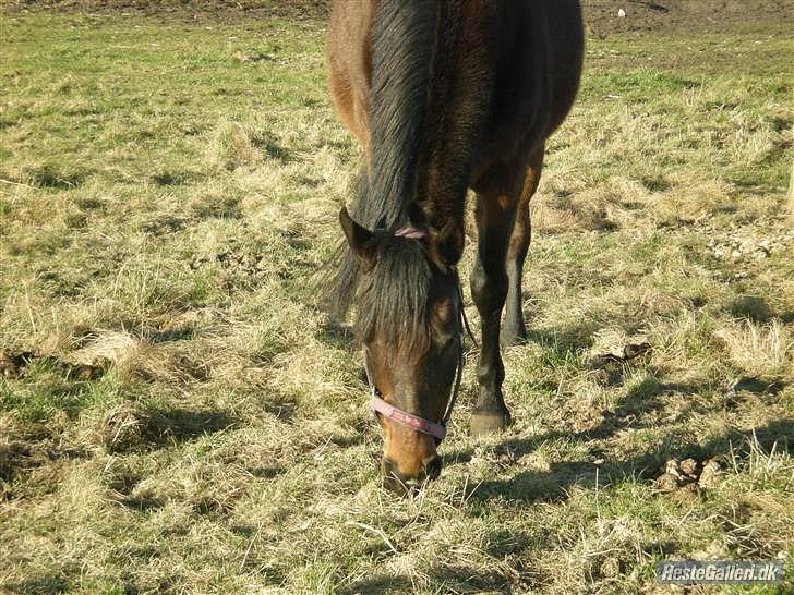 Anden særlig race Dixie My Soulmate <3 billede 12