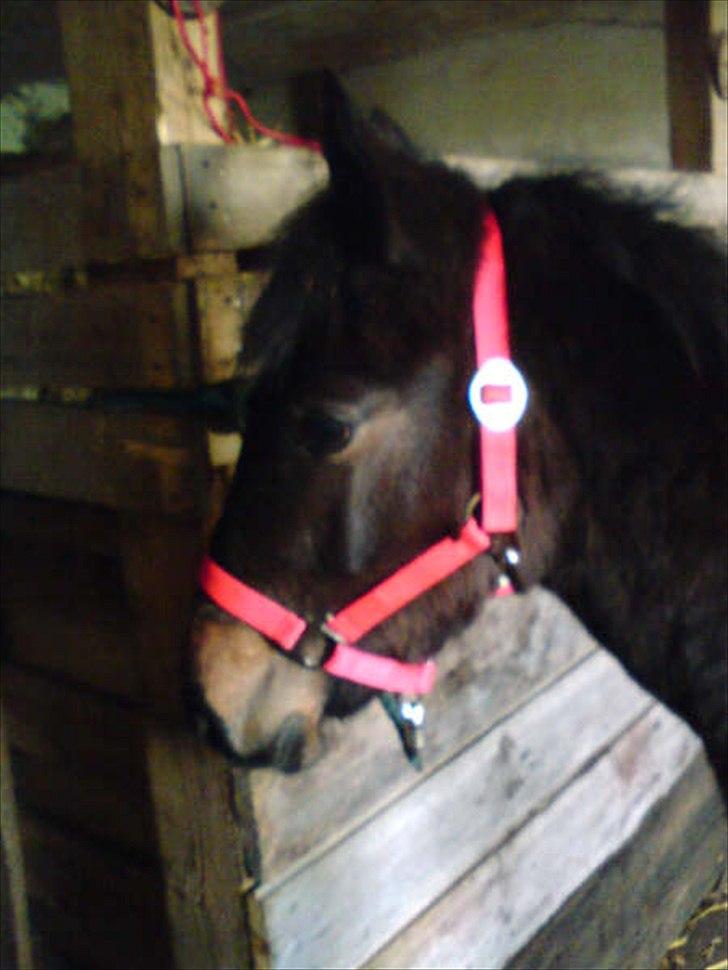 Anden særlig race Cavalina - Cavalina som føl billede 13