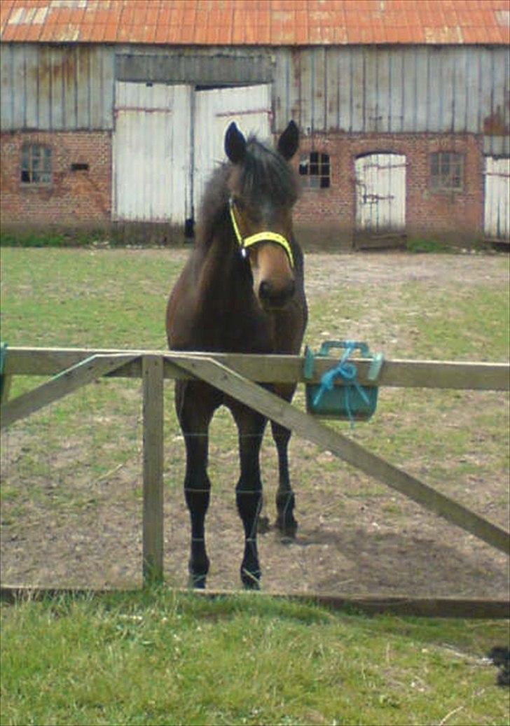 Anden særlig race Cavalina - Cavalina som føl billede 14