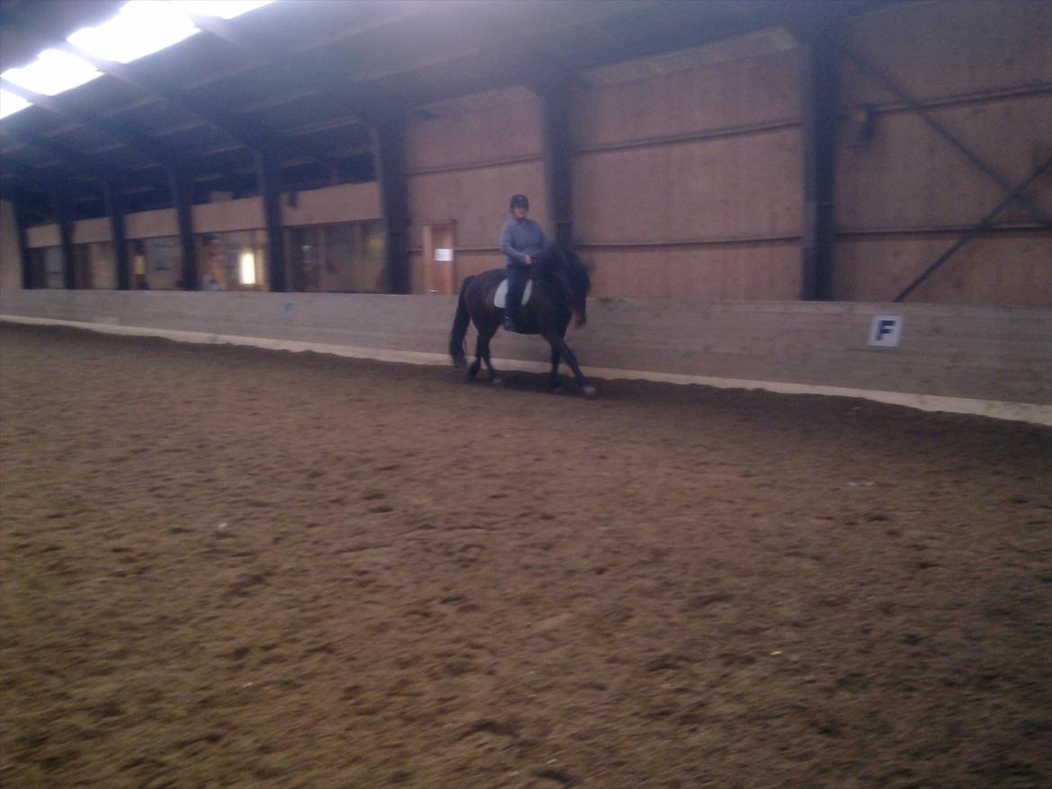Anden særlig race Cavalina - Lidt dressur billede 15