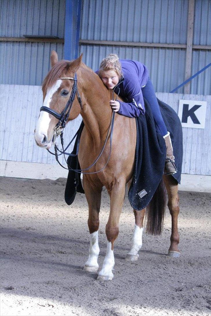 Dansk Varmblod Pimpernell (himmelhest) billede 1