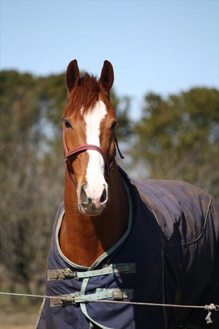 Dansk Varmblod Pimpernell (himmelhest) billede 2