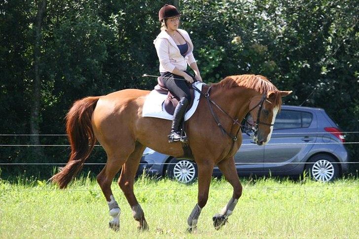 Dansk Varmblod Pimpernell (himmelhest) billede 3