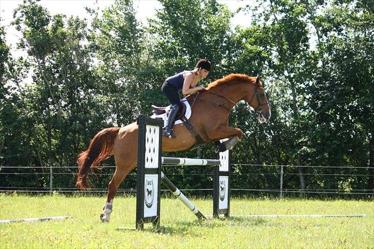 Dansk Varmblod Pimpernell (himmelhest) billede 4