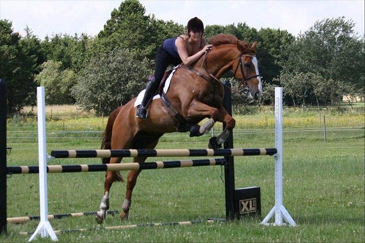 Dansk Varmblod Pimpernell (himmelhest) billede 5