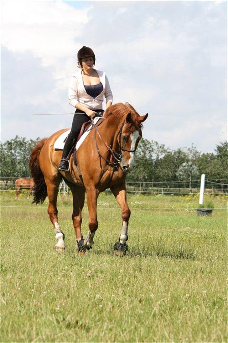 Dansk Varmblod Pimpernell (himmelhest) billede 6