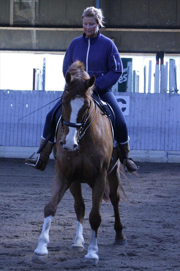 Dansk Varmblod Pimpernell (himmelhest) billede 7