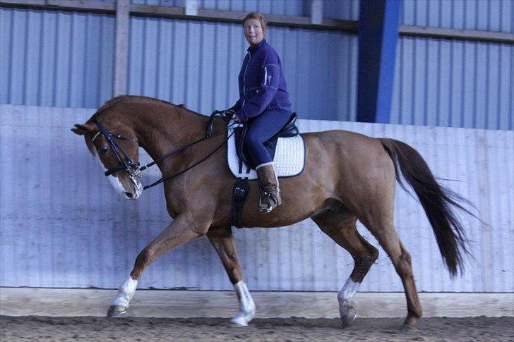 Dansk Varmblod Pimpernell (himmelhest) billede 8