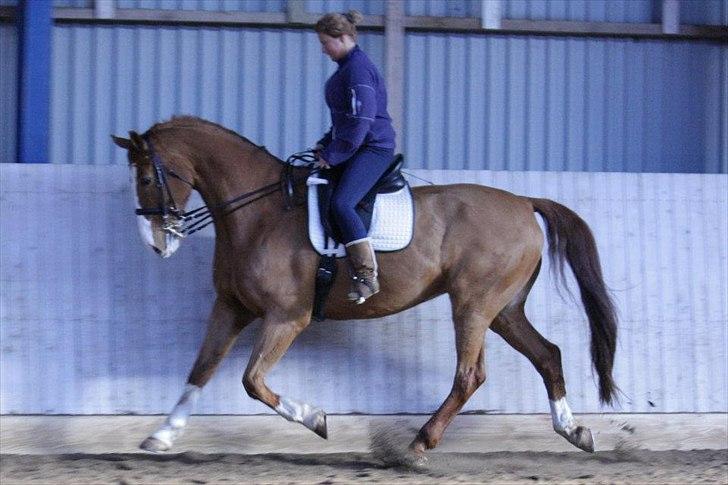 Dansk Varmblod Pimpernell (himmelhest) billede 9