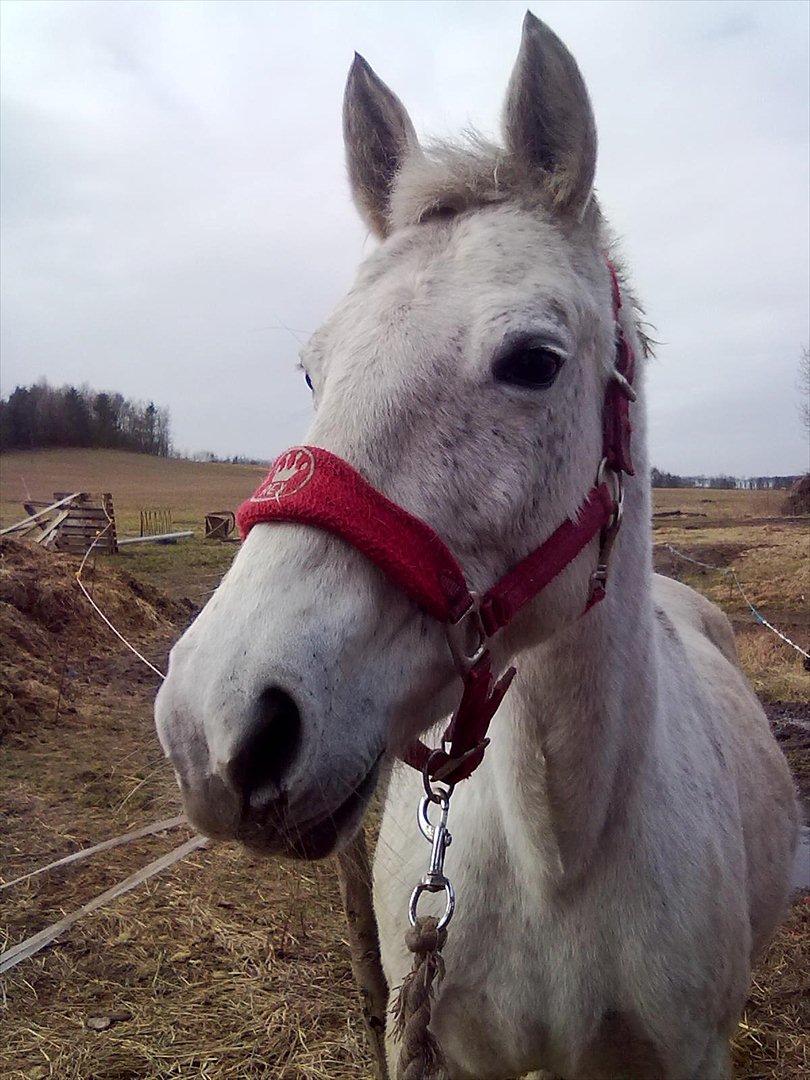 Traver Orlov Isabella Taulund - Den dag jeg fik min OVER-smukke hest!<3333 :') billede 16