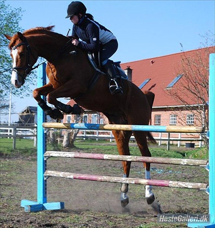 Hollandsk Sportspony Brenco - At hoppe 1 meter. :-) tidl. ejer! billede 7