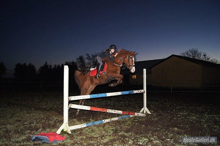 Hollandsk Sportspony Brenco - Du flyver så let og elegant, over alt!<3 tidl. ejer! billede 9