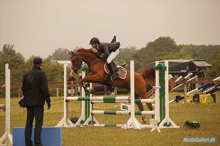 Hollandsk Sportspony Brenco - LB i spring, tidl. ejer! billede 14