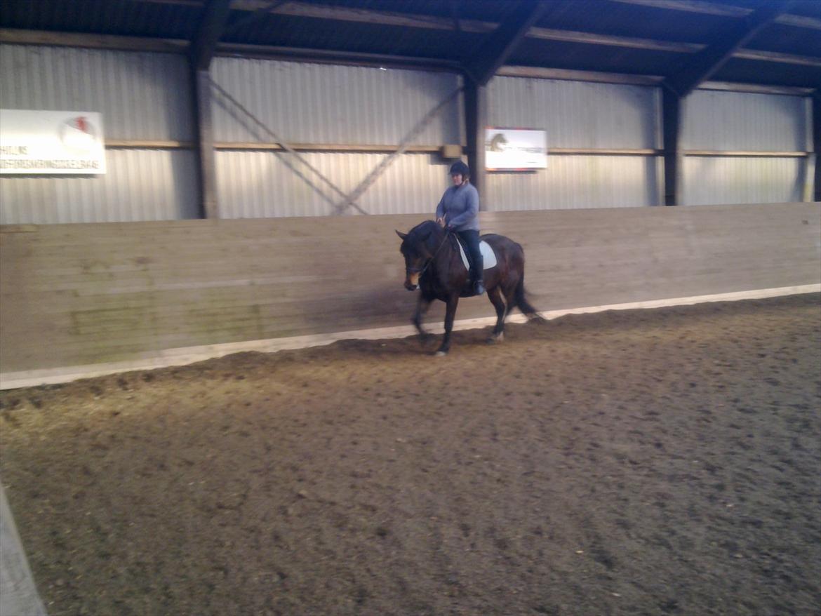 Anden særlig race Cavalina billede 16