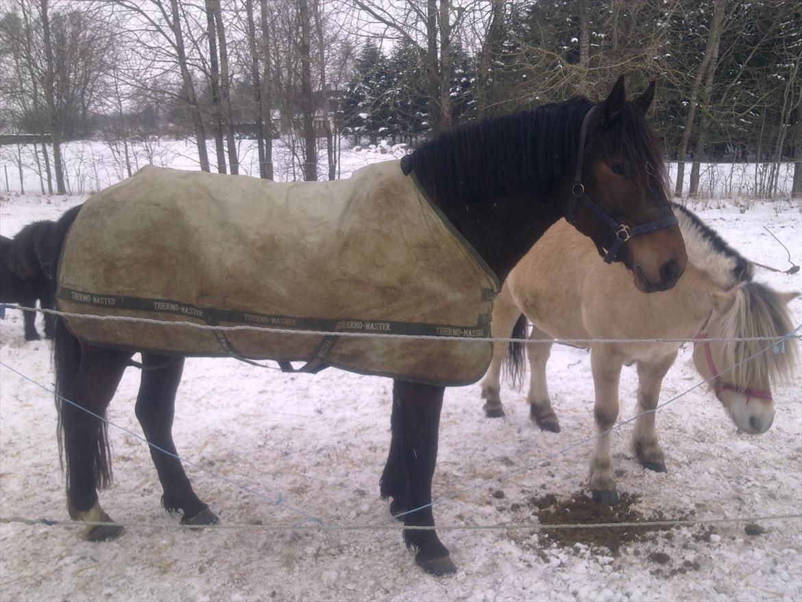 Anden særlig race Cavalina billede 17