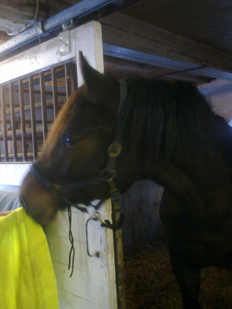 Anden særlig race Cavalina billede 18