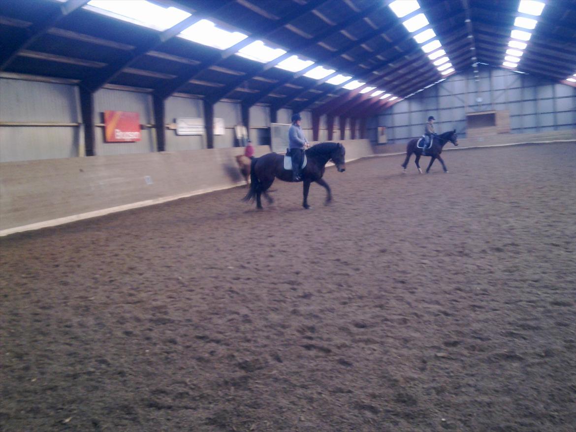 Anden særlig race Cavalina billede 19