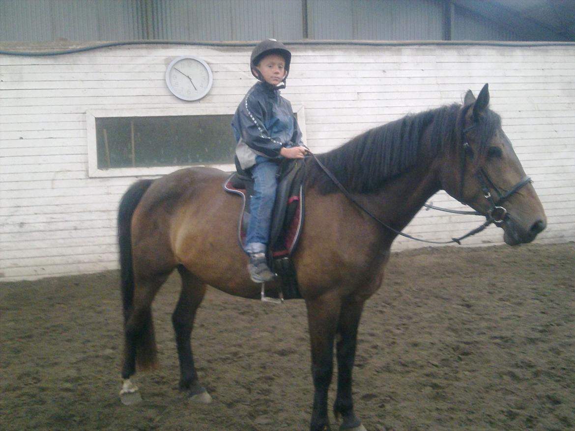 Anden særlig race Cavalina billede 20