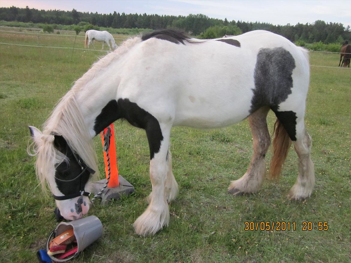 Irish Cob Bisgaards Lucca billede 11