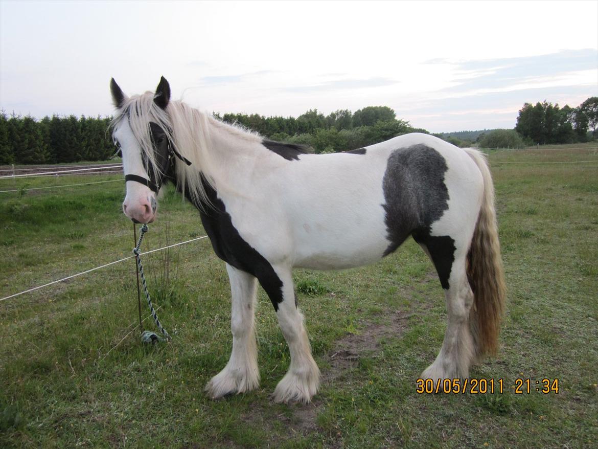 Irish Cob Bisgaards Lucca billede 16