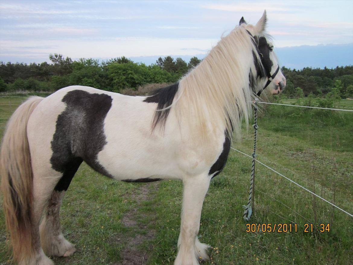 Irish Cob Bisgaards Lucca billede 10