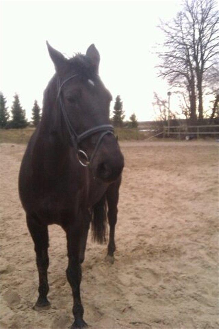 Anden særlig race Lucky - Part R.I.P billede 8