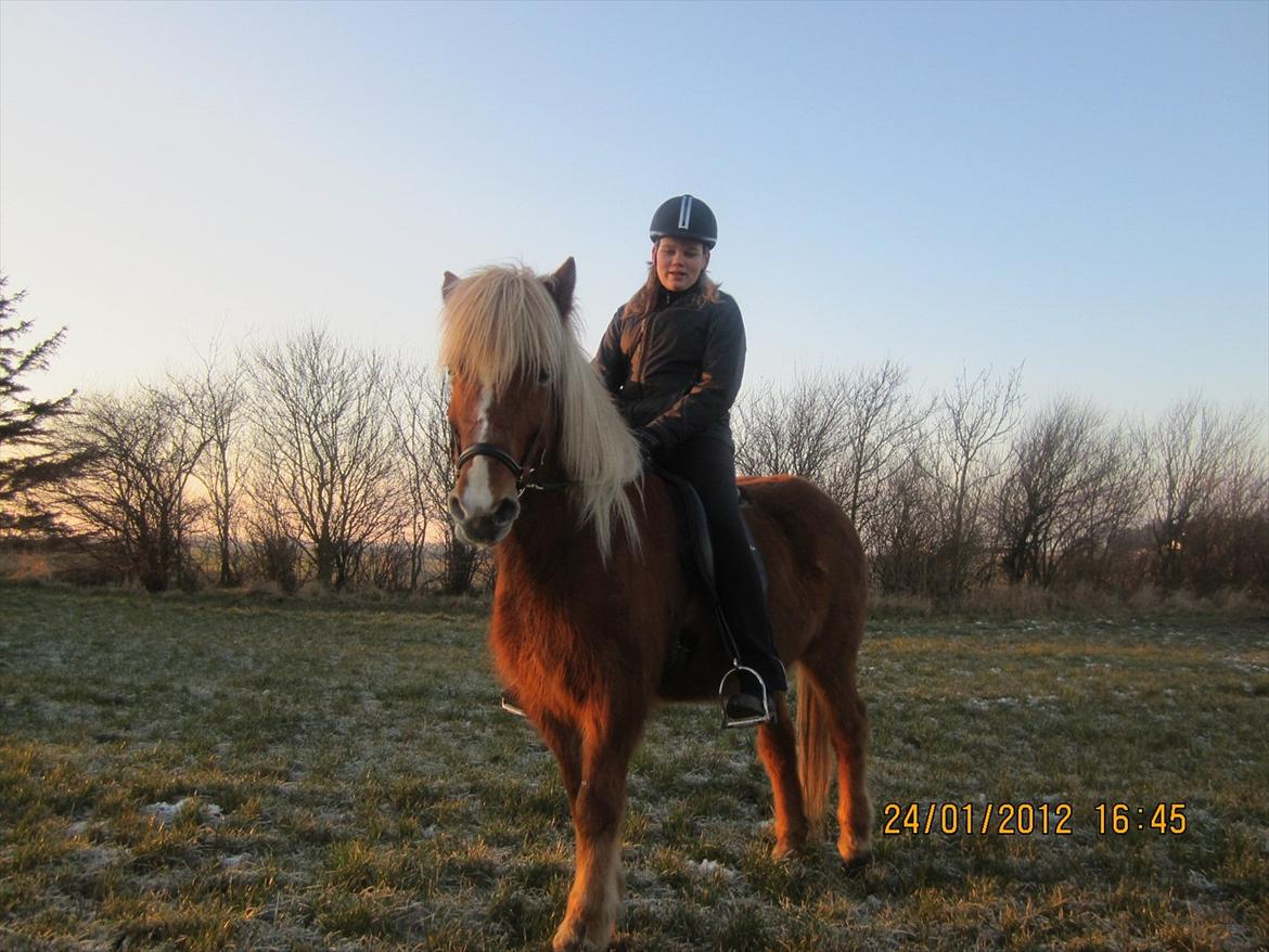 Islænder Disa Fra Fruehøj billede 6