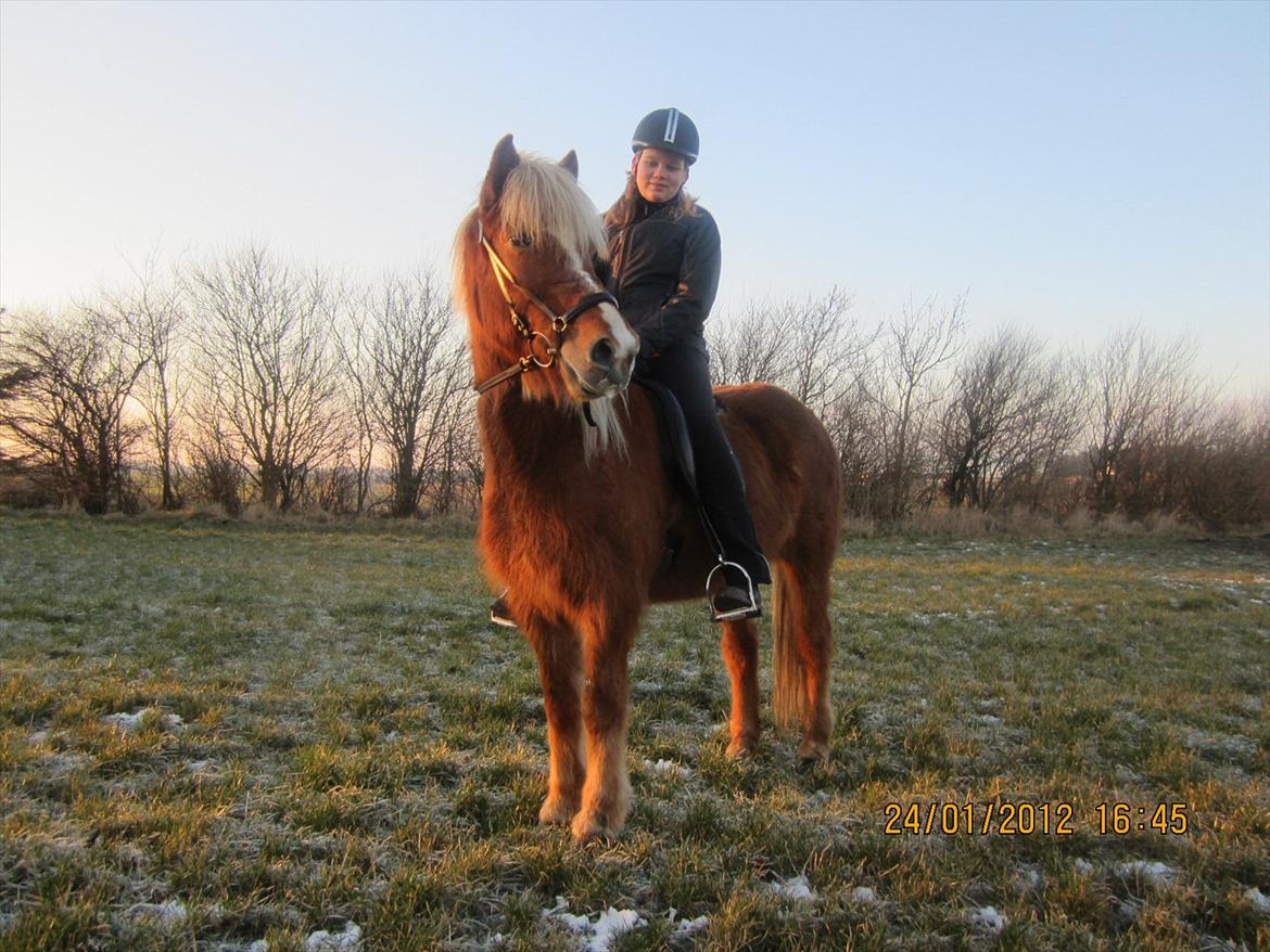 Islænder Disa Fra Fruehøj billede 7