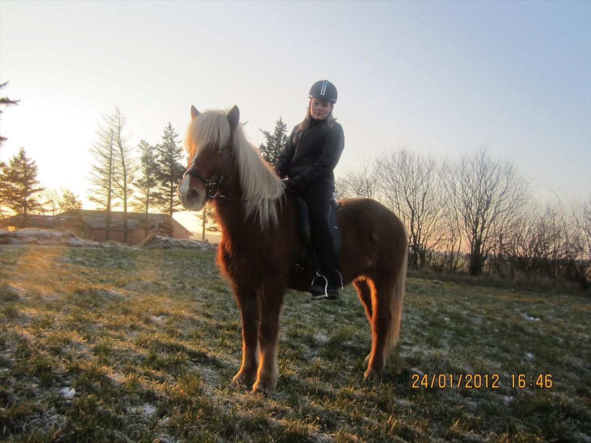 Islænder Disa Fra Fruehøj billede 8