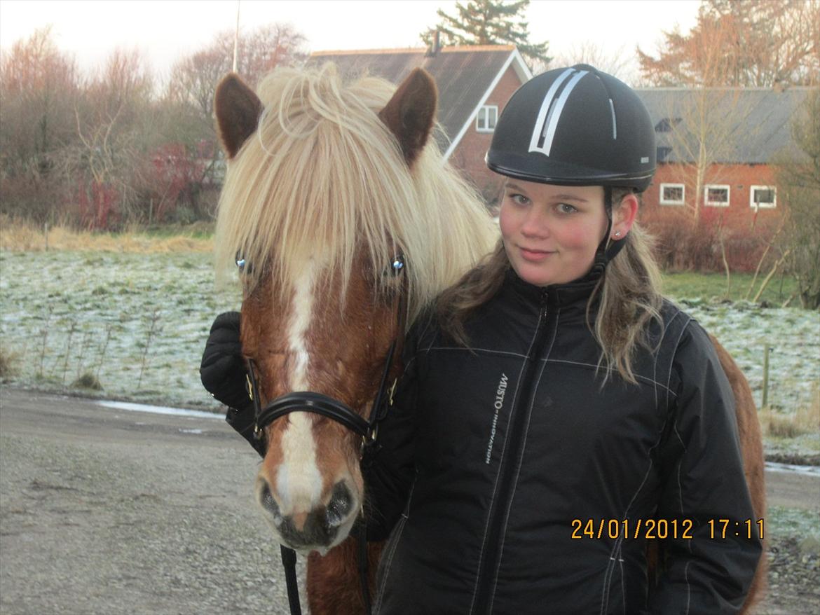 Islænder Disa Fra Fruehøj billede 10